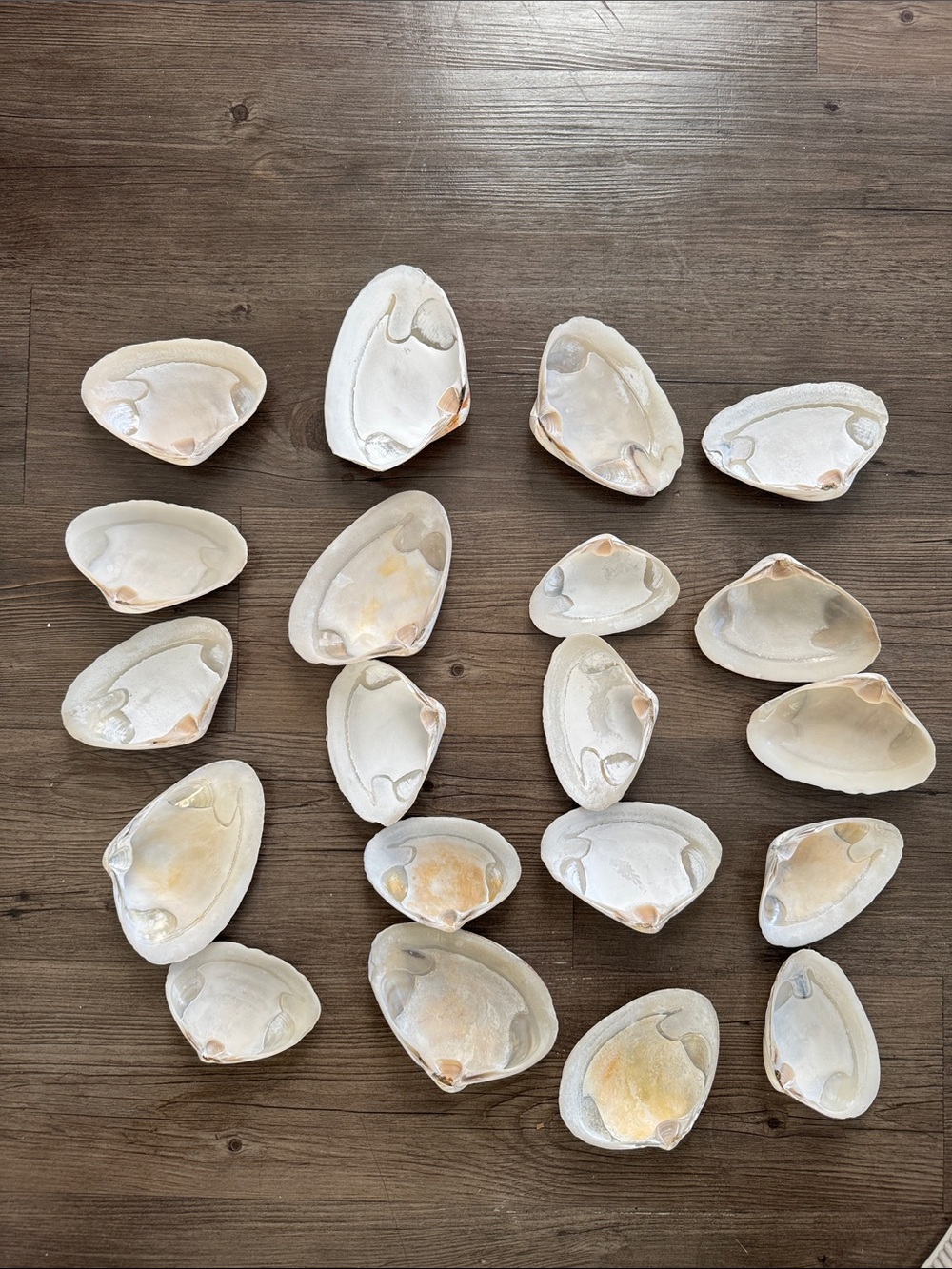 Natural Seashells - Picture 2 of 2